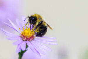 Lab Announcement One